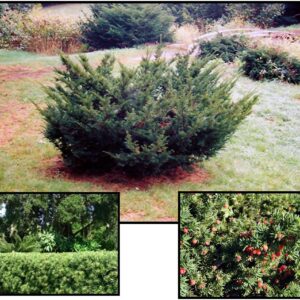 SPREADING JAPANESE YEW