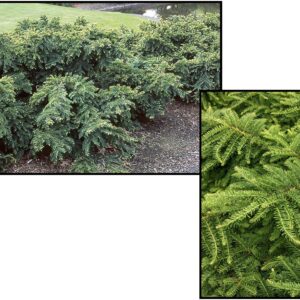EMERALD SPREADER JAPANESE YEW