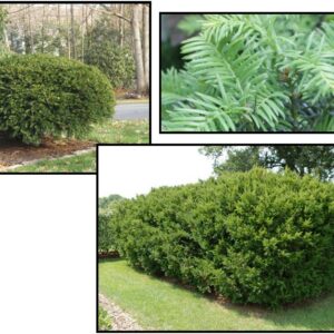 BROWNS YEW