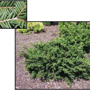 EVERLOW YEW