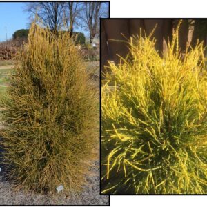 FRANKY BOY ARBORVITAE