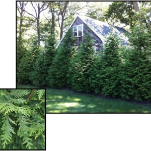 GREEN GIANT WESTERN ARBORVITAE