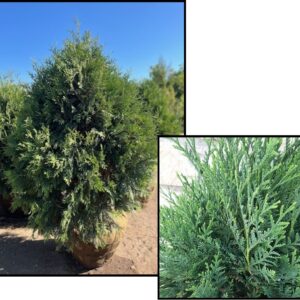 TECHNITO® ARBORVITAE