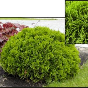 DANICA ARBORVITAE