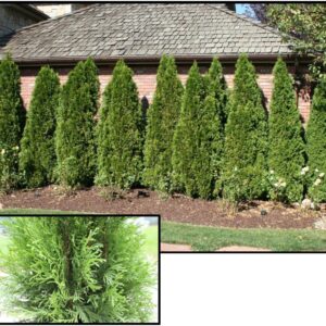 EMERALD GREEN ARBORVITAE