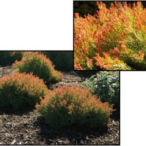 FIRE CHIEF™ ARBORVITAE
