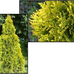 HIGHLIGHTS ARBORVITAE