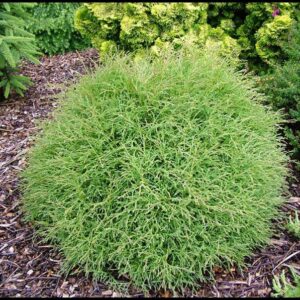 MR. BOWLING BALL® ARBORVITAE