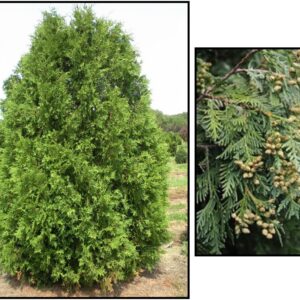 NIGRA ARBORVITAE