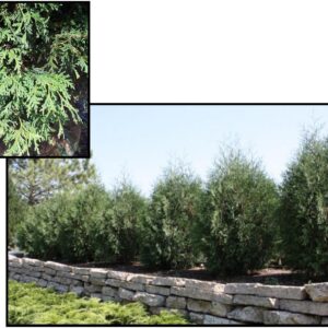 MISSION ARBORVITAE