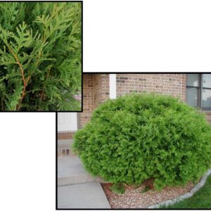 WOODWARD GLOBE ARBORVITAE