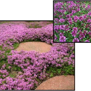 CREEPING THYME