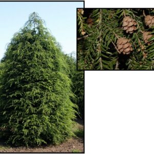 CANADIAN HEMLOCK