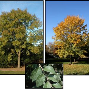 TRIUMPH™ ELM