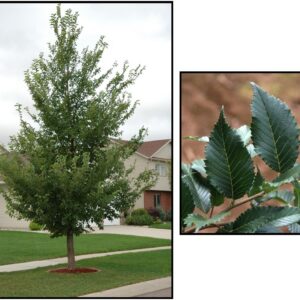 NEW HORIZON ELM