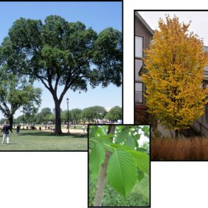 JEFFERSON ELM