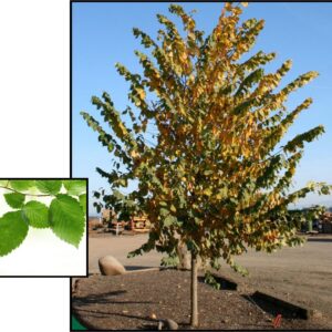 NEW HARMONY ELM