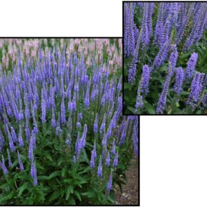 BLUE SKYWALKER SPEEDWELL