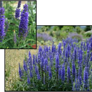 DARK BLUE MOODY BLUES SPEEDWELL