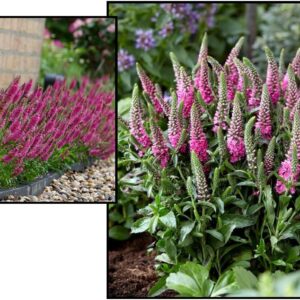 PINK CANDLES (aka BUBBLEGUM) SPEEDWELL
