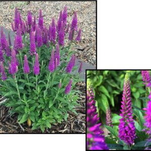 PURPLEGUM SPEEDWELL