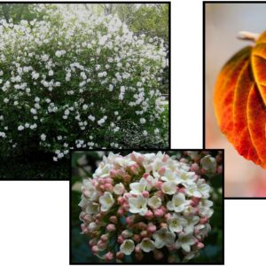 FRAGRANT VIBURNUM