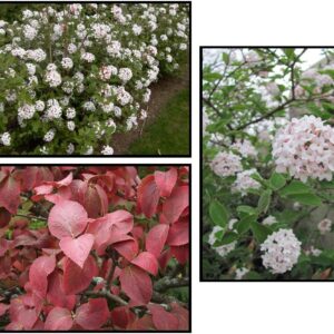 CAYUGA VIBURNUM