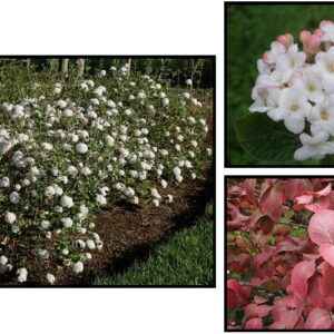 COMPACT KOREANSPICE VIBURNUM