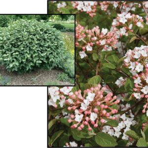 SPICE ISLAND VIBURNUM