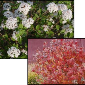 SUGAR AND SPICE VIBURNUM