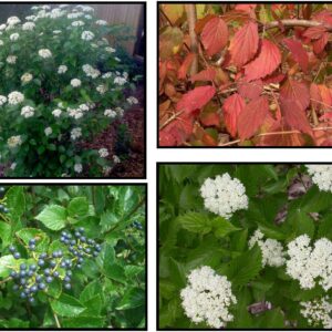 BLUE MUFFIN® VIBURNUM