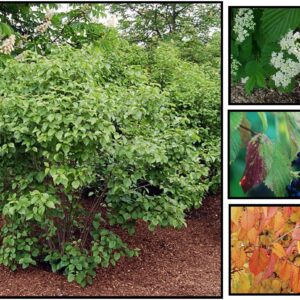 AUTUMN JAZZ® VIBURNUM