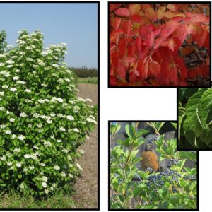 CHICAGO LUSTRE® VIBURNUM