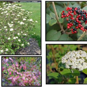 MOHICAN VIBURNUM
