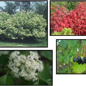 NANNYBERRY VIBURNUM