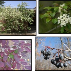 BLACKHAW VIBURNUM