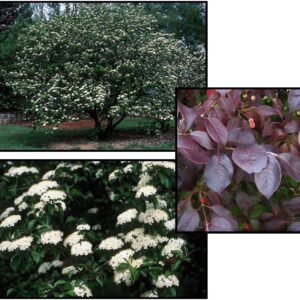 FOREST ROUGE® BLACKHAW VIBURNUM