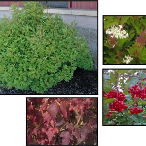 DWARF AMERICAN CRANBERRY VIBURNUM