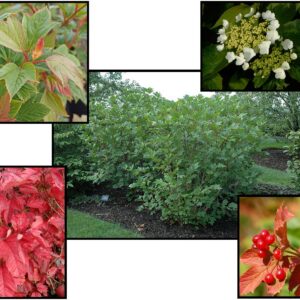 REDWING® AMERICAN VIBURNUM