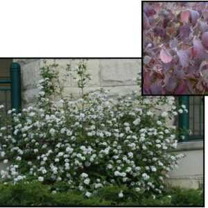 JUDD VIBURNUM