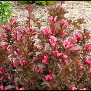 SHINING SENSATION™ WEIGELA
