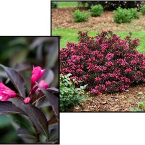 SPILLED WINE® WEIGELA