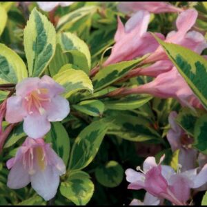 RAINBOW SENSATION™ WEIGELA