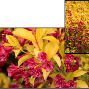 GOLDEN JACKPOT® WEIGELA
