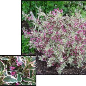MY MONET® WEIGELA