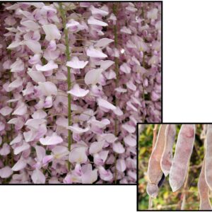 SHIRO BENI WISTERIA