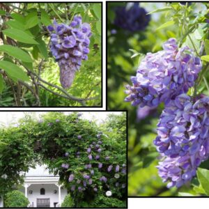 AMETHYST FALLS WISTERIA