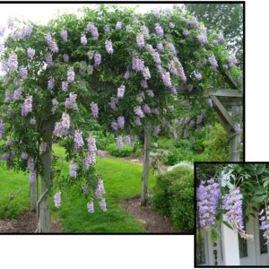 BLUE MOON WISTERIA