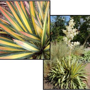 COLOR GUARD ADAMS NEEDLE (YUCCA)