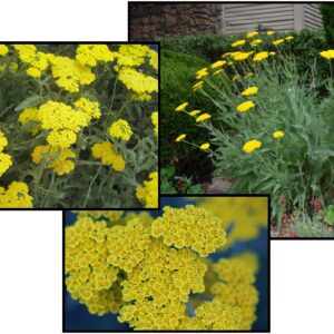 MOONSHINE YARROW